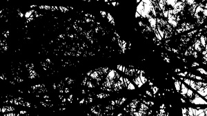 树的深色圆影卡通风格的黑白纸片27秒视频