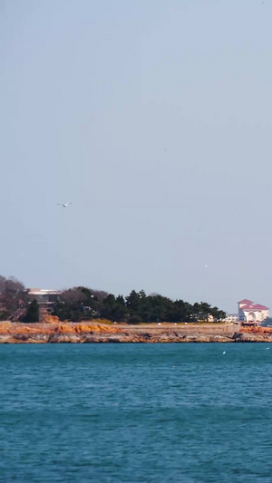 实拍青岛小鱼山海岸线红瓦绿树景观蔚蓝的海33秒视频