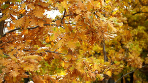 秋天金色树叶14秒视频