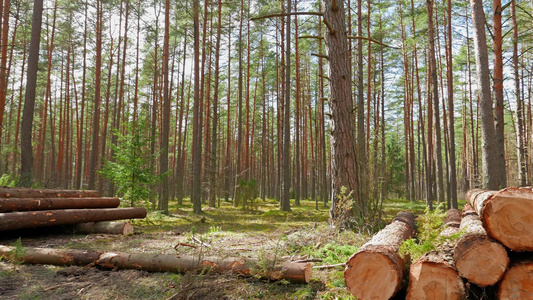 林中砍伐的树干视频