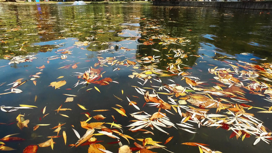 公园中池塘水面的秋叶自然背景视频