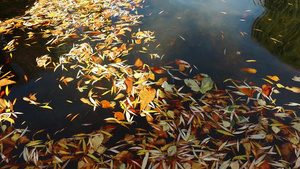 各种水上的叶子10秒视频