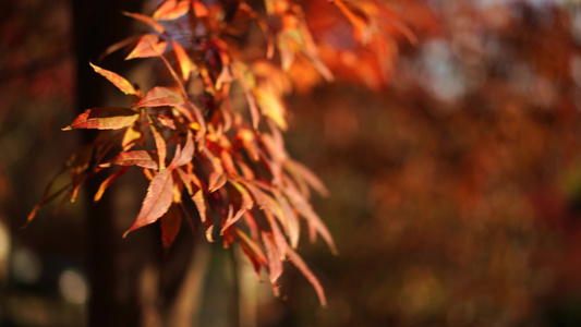 红色的树叶在模糊的背景与bokeh视频