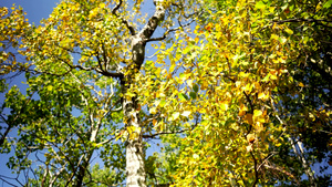 黄色树叶为一棵白杨树11秒视频
