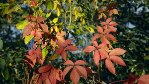 红色的处女座爬树叶被风吹动22秒视频