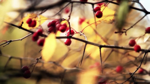 秋天红色浆果19秒视频