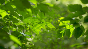 4k唯美春日阳光照射绿色植物空镜头21秒视频