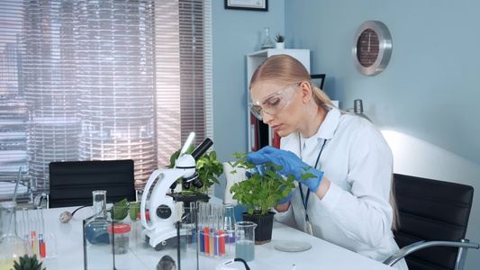 在现代实验室研究科学家用手术钳检查盆栽植物视频