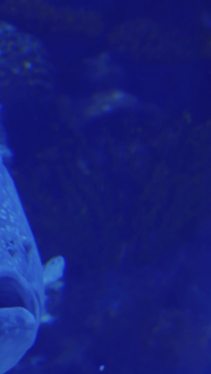 海底世界中的大石斑鱼纪录片13秒视频