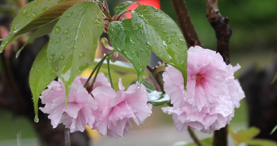 雨中樱花视频