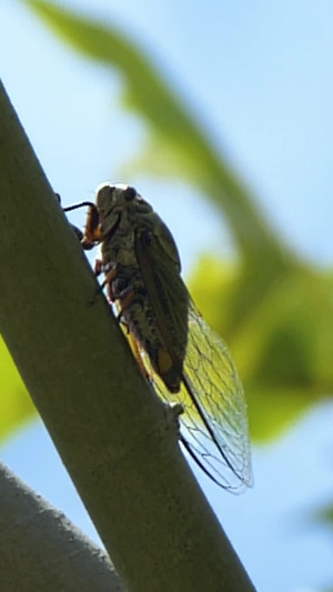 特写夏季的蝉小动物25秒视频