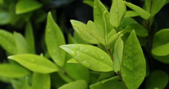 雨中绿叶视频