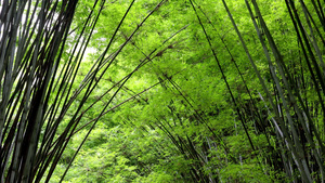 4K实拍森林里的绿竹环仰视视频28秒视频