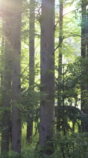 阳光森林树林渐进背景20秒视频