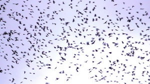 天空中的鸟群18秒视频