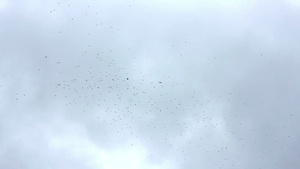 天空中的鸟群16秒视频