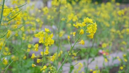 油菜花视频