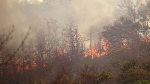 森林火灾17秒视频