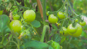 4K实拍大棚蔬菜青色西红柿有机蔬菜18秒视频