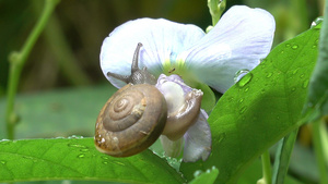 蜗牛在爬树吃花朵29秒视频