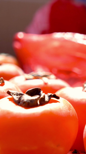 秋天丰收的季节红彤彤的柿子摘柿子24秒视频