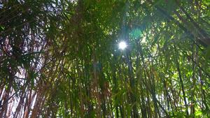阳光下的绿竹林12秒视频