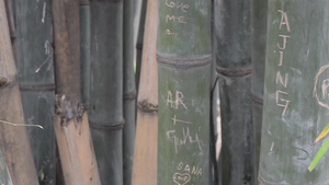 在竹树上雕刻的名字和爱情标志14秒视频