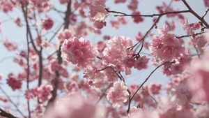 春天盛开的樱花13秒视频