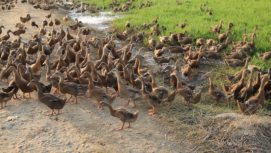 农业养殖散养在野地里的鸭子视频