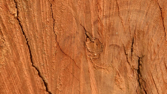 棕色胶合板木表面复古松硬木背景一棵粗糙的树的旧风化视频