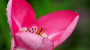 雨后花粉红色花朵19秒视频