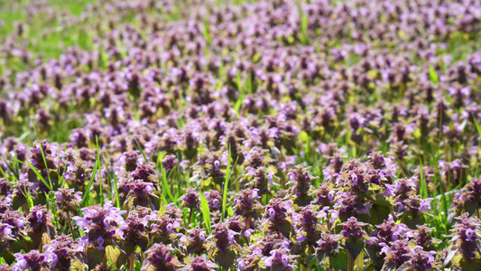 紫色死荨麻的特写镜头一株长着绿色和紫色叶子的漂亮植物视频