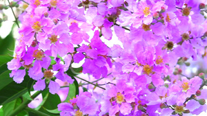 紫薇花盛开7秒视频