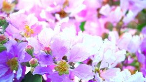 紫薇花盛开30秒视频