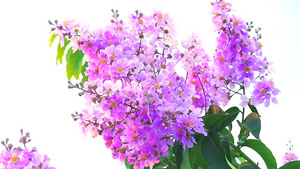 紫薇花盛开35秒视频