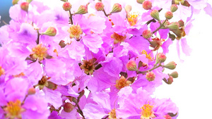 盛开的粉红花朵7秒视频