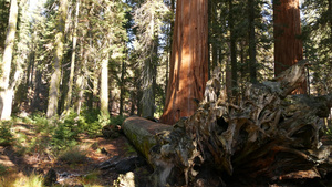 下落的红杉树根森林中巨大的红木树干连根拔起的大针叶11秒视频