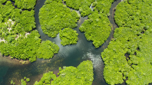 红树林和河流的空中观察11秒视频