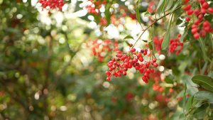 树上的红色浆果美国加利福尼亚州的园艺自然大气植物特写17秒视频