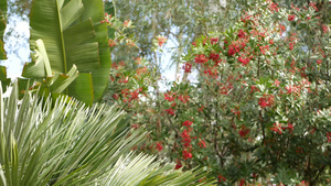树上的红色浆果美国加利福尼亚州的园艺自然大气植物特写15秒视频