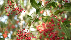 树上的红色浆果美国加利福尼亚州的园艺自然大气植物特写12秒视频