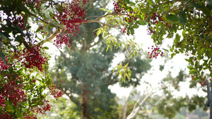 美国加利福尼亚州树上的红色浆果13秒视频