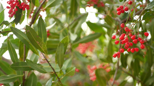 美国加利福尼亚州树上的红色浆果10秒视频