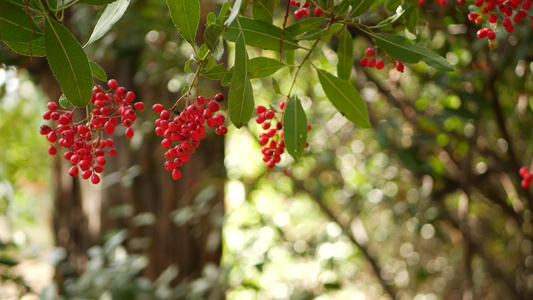 树上的红色浆果美国加利福尼亚州的园艺自然大气植物特写视频