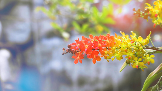 红橙黄色兰花花花开花黄绿叶和模糊的蓝瀑布背景视频