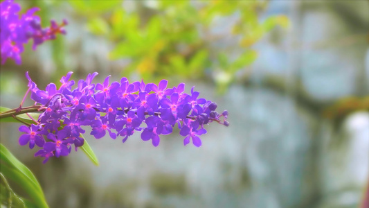 紫兰花花朵开花黄绿叶和模糊的蓝瀑布背景视频
