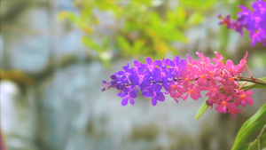 紫紫红金兰花黄绿色叶子和模糊的蓝瀑布背景含蓝色11秒视频