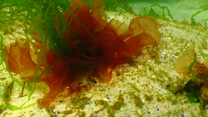 黑海岩石上的红藻类17秒视频