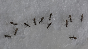 蚂蚁在聚集吃糖25秒视频
