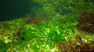 黑海海底的红藻和绿藻45秒视频